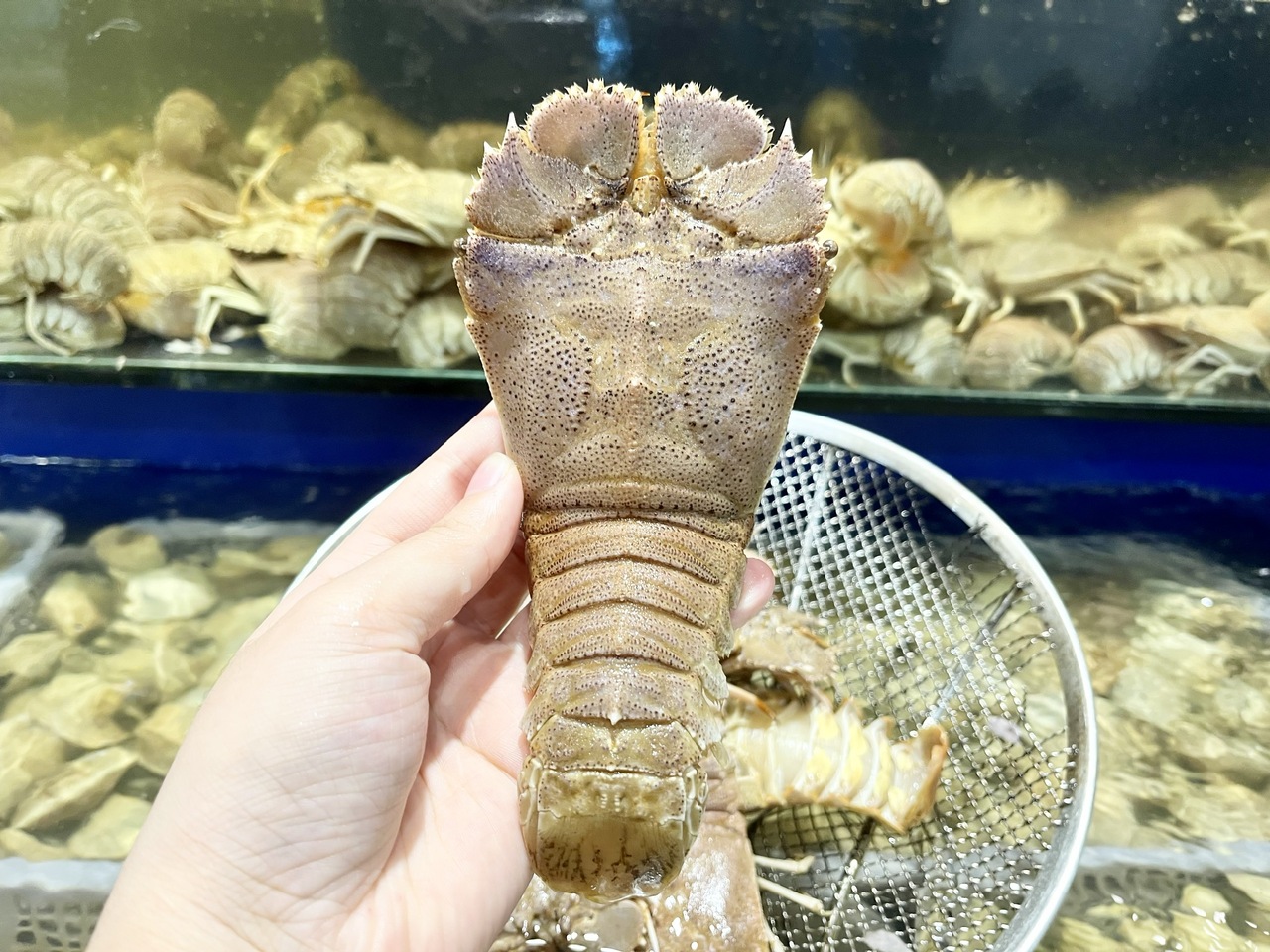 Thưởng thức miễn phí món ngon từ sản vật mười chân lạ lẫm tại Poseidon