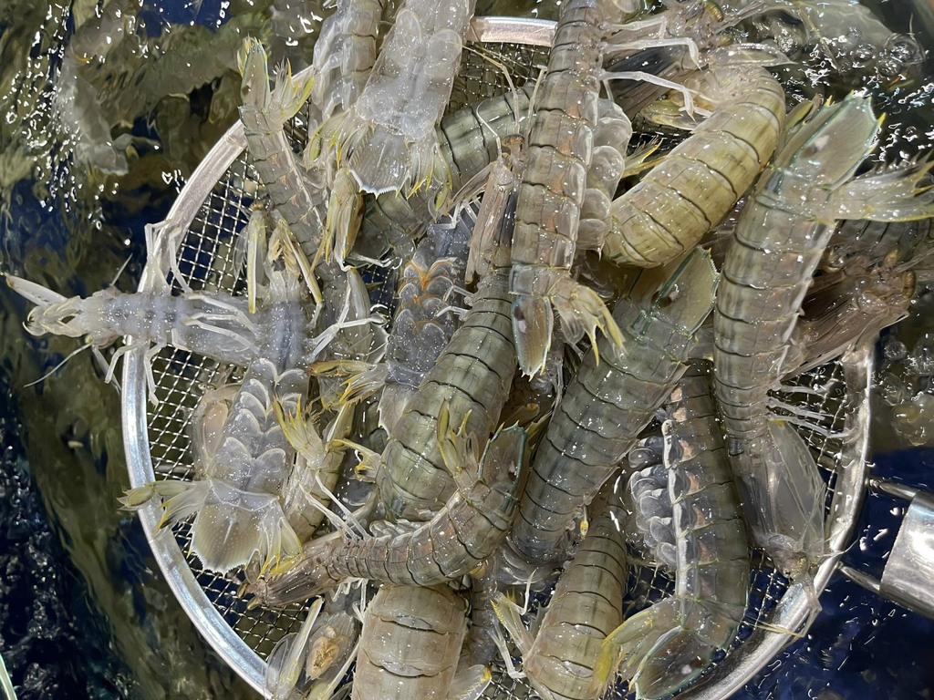Mùa hè nóng nực - thưởng thức hải sản tươi ngon, đừng bỏ lỡ!