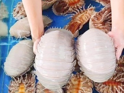 Món ngon bọ biển và những điều có thể bạn chưa biết